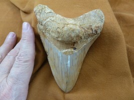 (S296-3) 4-3/8&quot; Huge Megalodon Fossil Collector Shark Tooth Teeth Sharks Big - £246.60 GBP