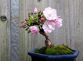 10 Bonsai Juniper Tree Seeds For Planting Highly Prized For Bonsai Usa Seller - £16.05 GBP
