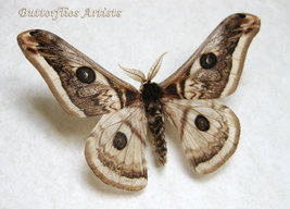 Silkworm Emperor Saturnia Pyretorum Ligurian Real Moth Entomology Shadow... - £74.33 GBP