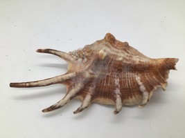 Spider Conch Seashell 5 in Natural Lambis Shell Pink Interior Nautical D... - $14.80