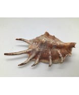 Spider Conch Seashell 5 in Natural Lambis Shell Pink Interior Nautical D... - $270.31 MXN