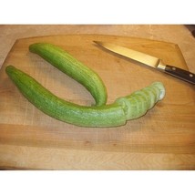 Extra Long Yamato Cucumber Seeds Fresh Seeds USA - $12.80