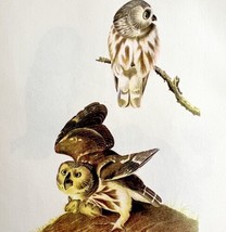 Saw Whet Owl Bird Lithograph 1950 Audubon Antique Art Print DWP6B - £23.52 GBP