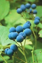 5 Blue Cohosh Plants Caulophyllum Thalictroides Bare Root Organic - $27.36 CAD