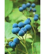 5 Blue Cohosh Plants Caulophyllum Thalictroides Bare Root Organic - $19.99