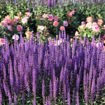 New Fresh Seeds 200 Munstead Lavender Blue English Lavandula Angustifolia Munste - $14.90