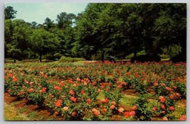 Vintage Edisto Gardens Orangeburg South Carolina Postcard - £3.94 GBP