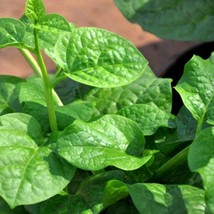 USA Seller Green Malabar Spinach Seeds Asia Vegetable Seeds - $14.60