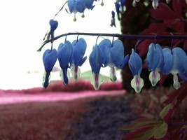 25 Sapharie Blue Bleeding Heart Seeds Dicentra Spectabilis - £7.86 GBP