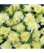 200 Pcs Marie Chabaud Carnation Seeds for Garden Planting - $10.99