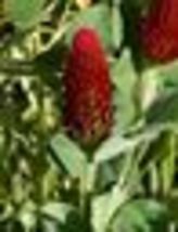 1000+ Seeds! Clover CRIMSON RED Flowers legume adds Nitrogen Pollinators Non-GMO - £9.57 GBP