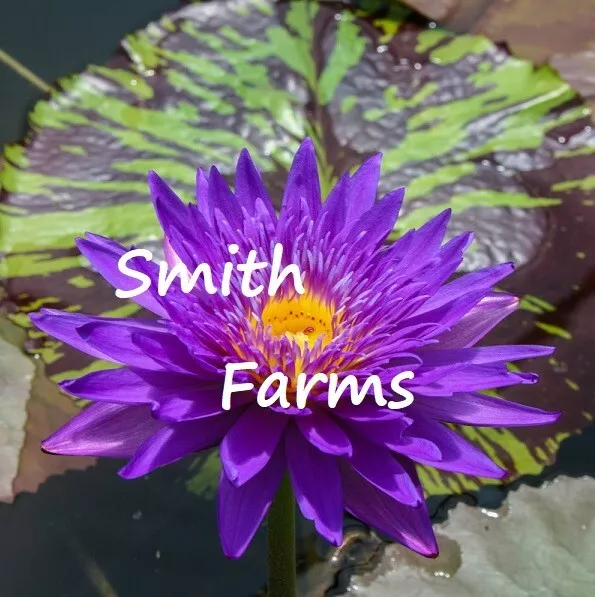 3 Seeds Dark Purple Lotus Flowers Kamal Nelumbo nucifera Gaertner Water ... - $12.77