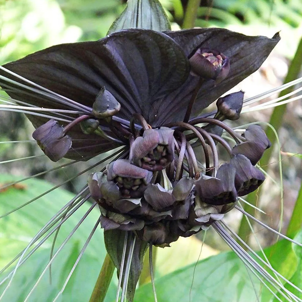 From US Tacca Chantrieri Seeds (5 Seeds) Non GMO - £10.18 GBP