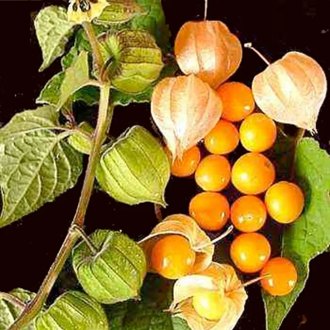 Physalis Peruviana Golden Berry Permaculture Crop Perennial Seeds Fresh Garden - £7.88 GBP