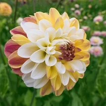 1 - DOUBLE JILL Decorative Ball Dahlia Bulb Tuber Clump FRESH CUT ARRANG... - $44.91 CAD