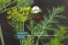 Dukat Dill Seeds | 500 Seeds | Heirloom, Non-GMO | Sweet &amp; Aromatic | 2-... - $4.99