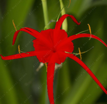 Spider Lily and Ornamental Leaves Color Fragrance Seed Green - $14.85