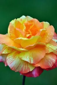 10 Orange Yellow Pink Rose Seeds Flower Bush Perennial Bloom Shrub Blooms 1338 - £13.97 GBP