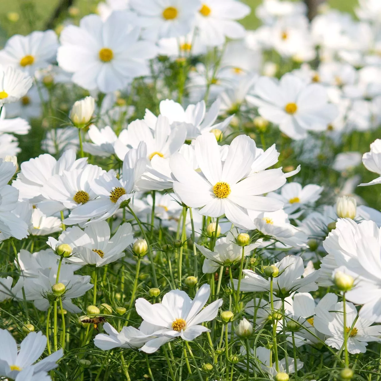 Seeds USA Seller 200 Purity Cosmos Seeds Planting - $10.96