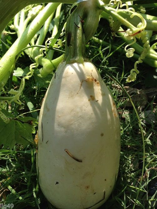 7 Mexican White Squash Seeds-1292
