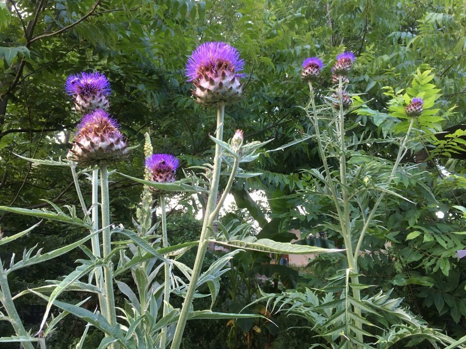 HSeeds 20+ Cardoon Seeds Aka Artichoke Thistle / Organic, Free S/H - $2.45