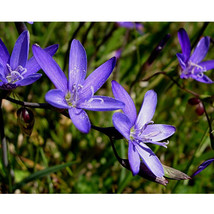 5Pcs Geissorhiza Aspera Seeds Flowers Fresh Garden - $15.66