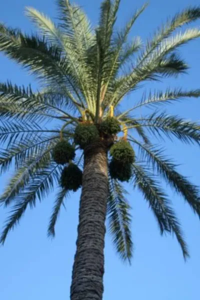 10 Canary Island Date Palm Phoenix Canariensis Tree Seeds Fresh - £7.85 GBP