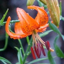 New Fresh Seeds Lilium Davidii Turks Cap Lily Davids Lily 5 Seeds - $22.90