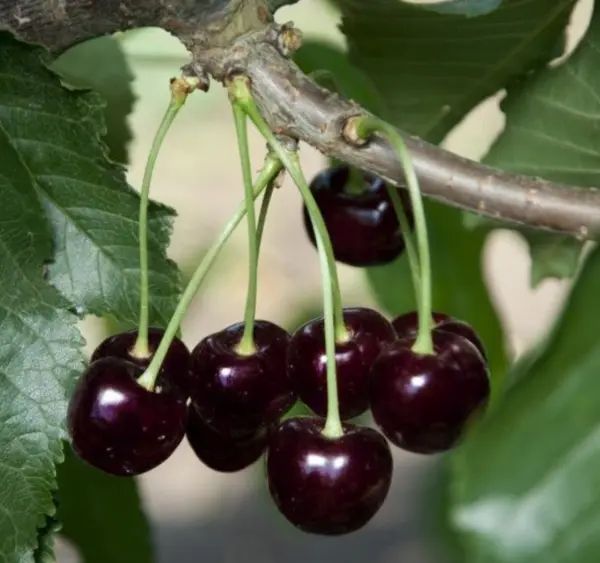 20 Black Cherry Tree Seeds / Very Sweet Fruit (Prunus Serotina) Locally Grown Fr - $11.98