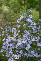 USA Sky Blue Aster Azure Aster Azureus Flower 250 Seeds - $10.99