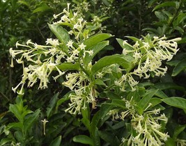 Night Blooming Jasmine - Cestrum Nocturnum - Live Plant - Intensely Fragrant - £11.83 GBP