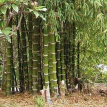 50 Giant Thorny Bamboo Seeds Privacy Climbing Garden Shade Seed - £9.40 GBP