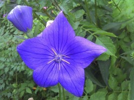 JGBOS Sell 50 Seeds Blue Balloon Flower - £6.44 GBP