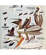 Pelicans Tropicbirds Varieties And Types 1966 Color Bird Art Print Natur... - $372.80 MXN
