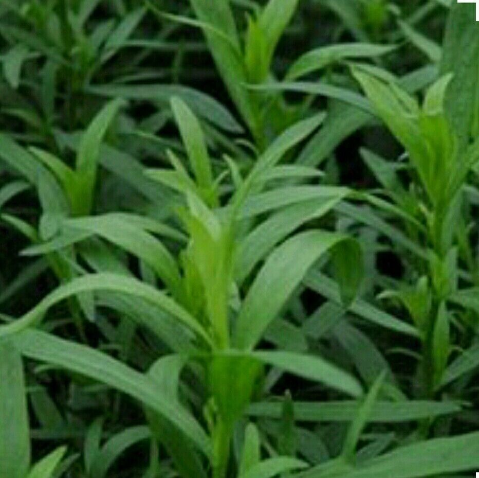TARRAGON -300 Herb Seeds -Non GMO-Organic-Open Pollinated. - $3.00