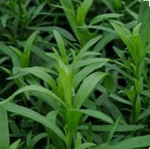 TARRAGON -300 Herb Seeds -Non GMO-Organic-Open Pollinated. - £2.35 GBP