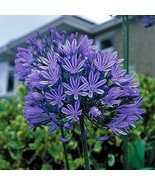 100 PCS Seeds Agapanthus Africanus Fireworks African Lily Strawberry Ice&#39; - $235.53 MXN
