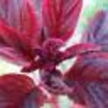 1000 Seeds Amaranth RED GARNET Microgreens &amp; Grains Edible upto 10&#39; TALL... - £9.41 GBP