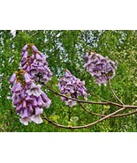 Paulownia Kawakamii Sapphire Dragon Tree Seeds New Fast Shipping - $24.91 CAD