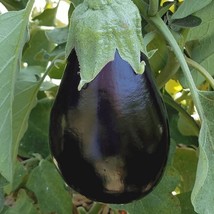 Eggplant black beauty seeds- round England- heirloom seeds - non gmo organic- ve - £3.98 GBP