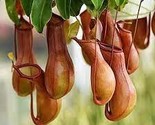 Multifarious Nepenthes Carnivorous Plant Seed Mixed 9 Types 200 PCS Seed... - $9.96
