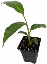 4&quot; Pot Hardy Winter Basjoo Banana Plant Tree Pot Garden Musa Best Gift Yard Gift - £52.74 GBP