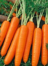 Fresh Garden Scarlet Nantes Carrot Seeds | Heirloom | Organic - £7.46 GBP