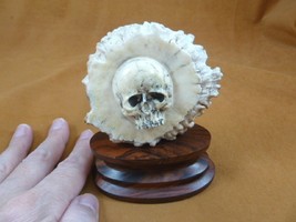 (Skull-10) small white bas relief Skull figurine Bali antler carving cranium - £38.81 GBP