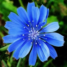 1000 Chicory Flower Seeds Wildflower Herbal Tea Edible Plant Poor Soils ... - $3.00