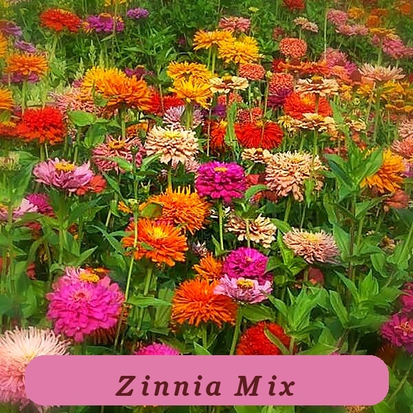High Yield 100+ Giant Cactus Pinca Mix Zinnia Seeds For Garden Usa - $7.29