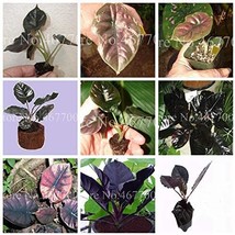 20Pcs Alocasia Jewel Of Borneo Kapit Alocasia Infernalis Purple Elephant Ear Sml - £4.33 GBP