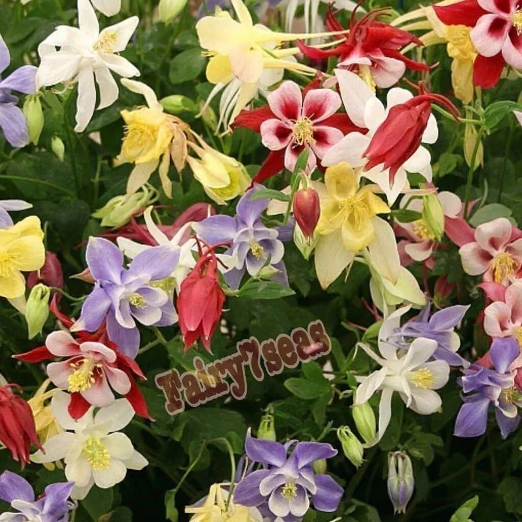 Columbine Aquilegia Seeds - Aquilegia x hybrida- Rocky Mountain Bicolore... - $7.93