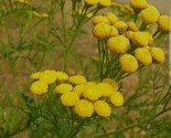 Tansy Insect Repellent (Tanacetum Vulgare)100 Seeds  - $5.99