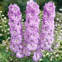 50 Lilac Pink Delphinium Seeds Flower Seed Flowers 785 Gardening USA SHIPPING - $8.98